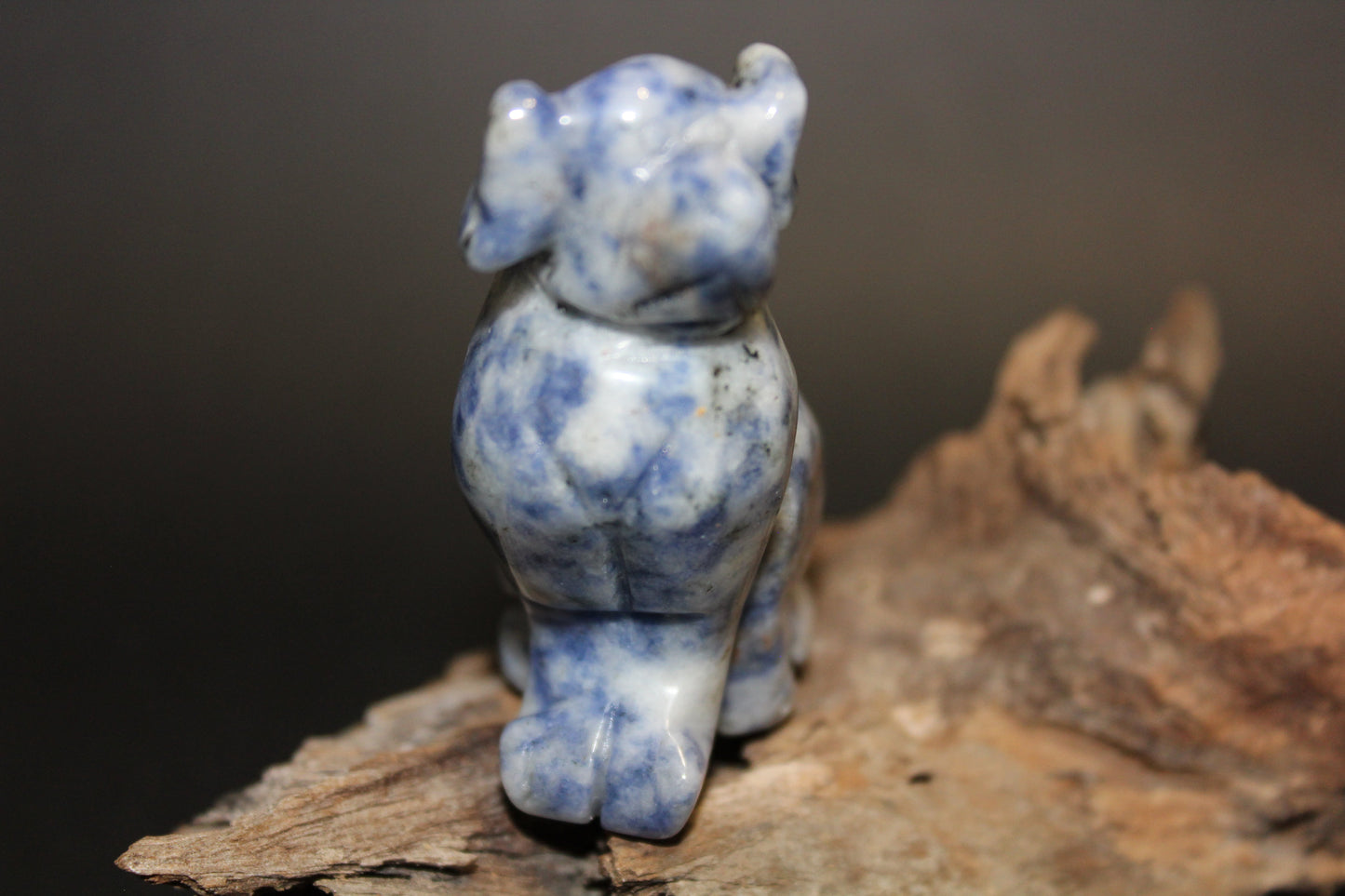 Animals - Dog - Sodalite