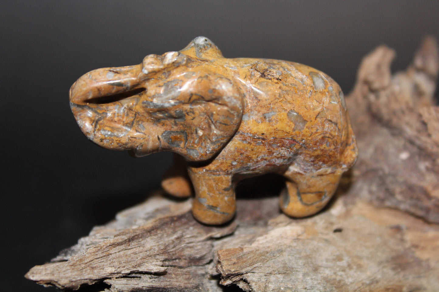 Animals - Elephant - Picture Jasper
