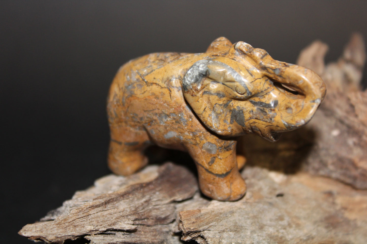 Animals - Elephant - Picture Jasper