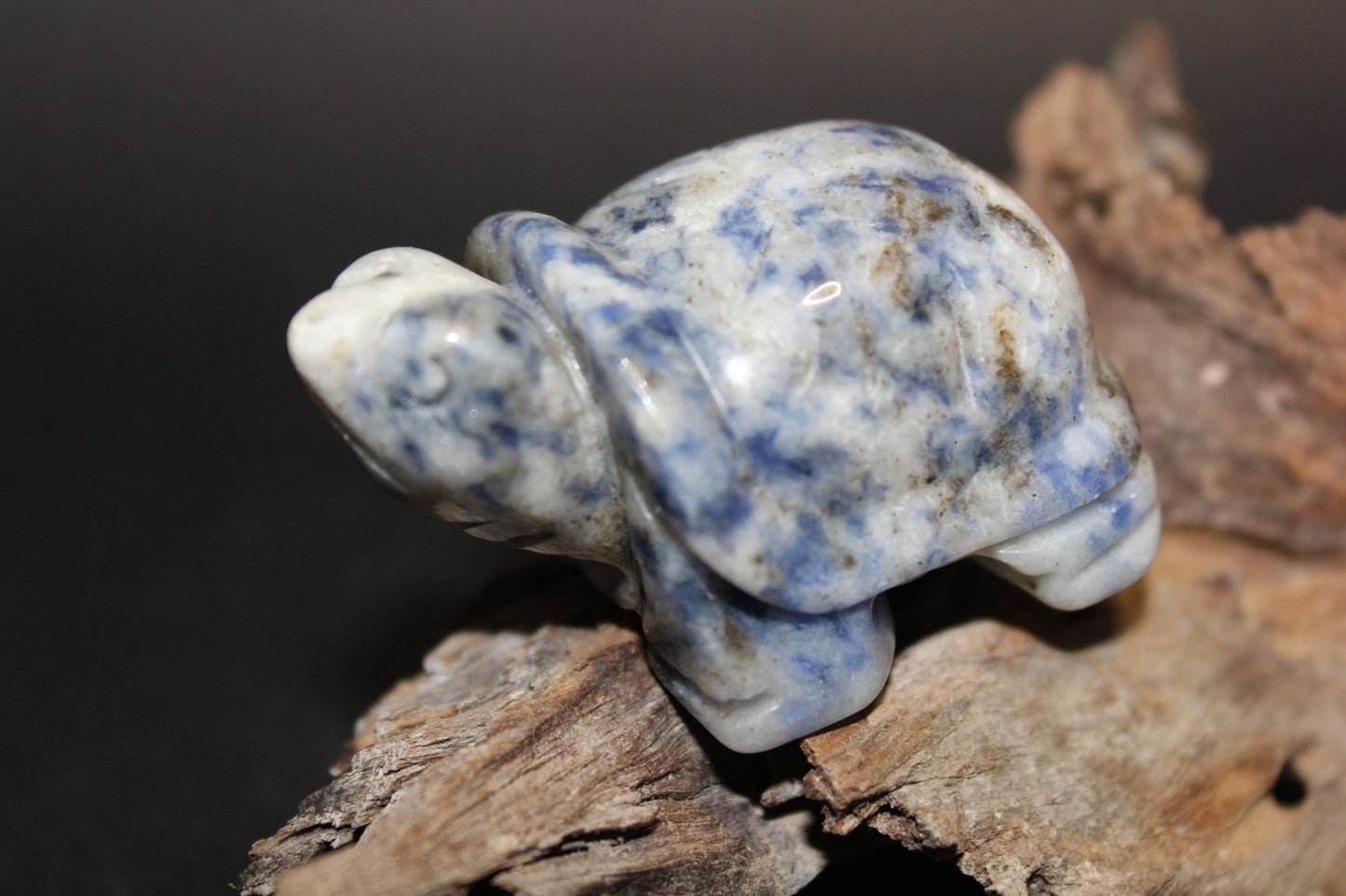 Animals - Turtle - Sodalite