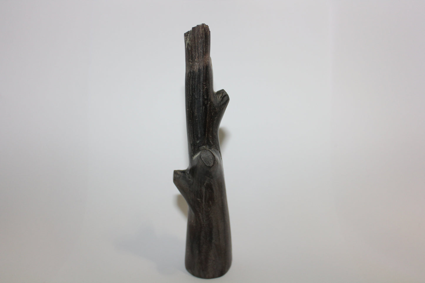 Polished - Petrified Wood - branch