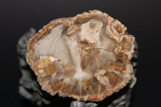 Polished - Petrified Wood - slab - sml