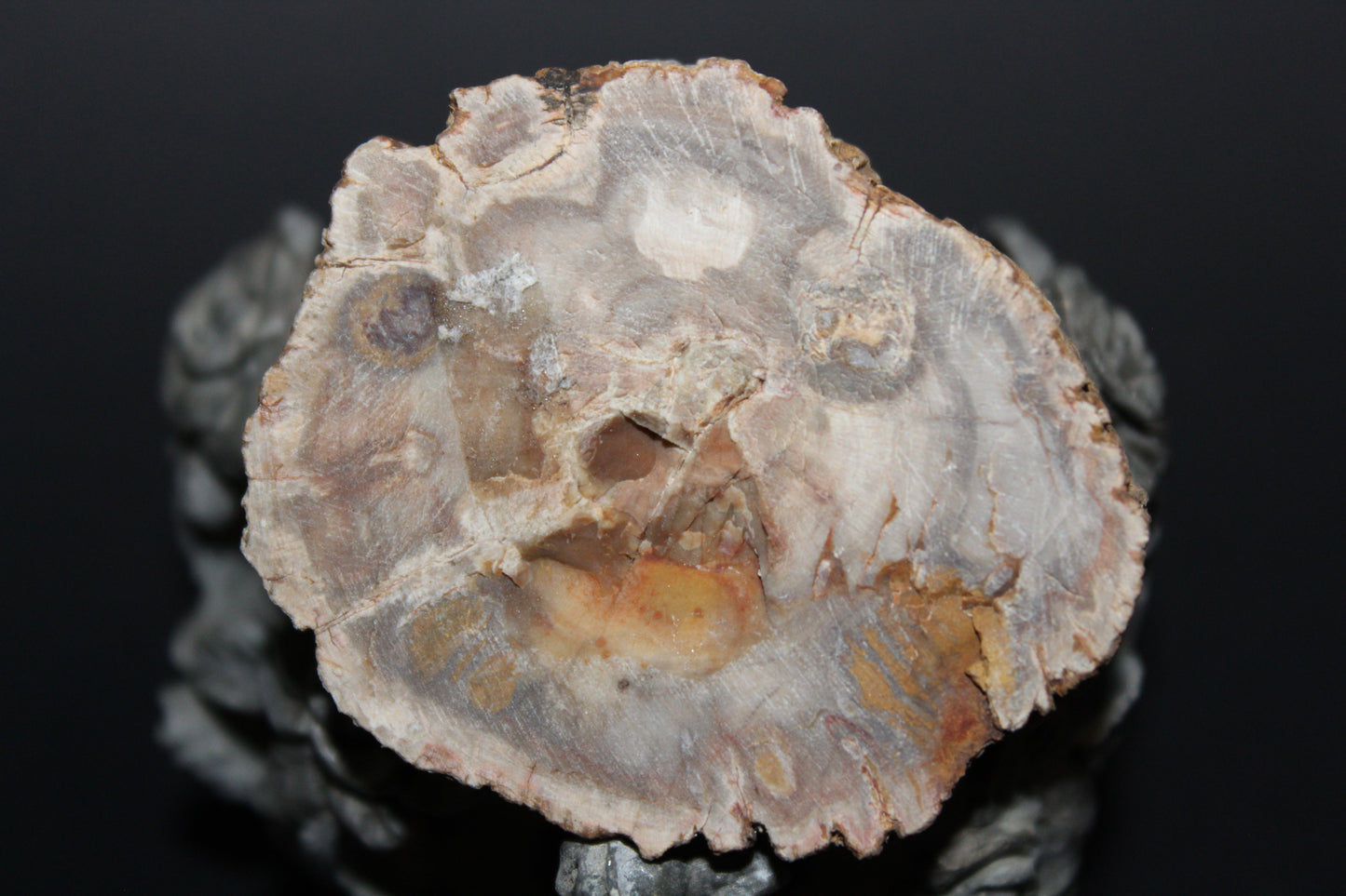 Polished - Petrified Wood - slab - sml