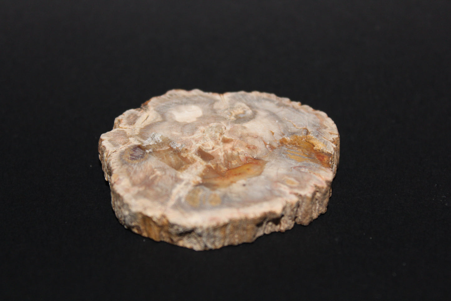 Polished - Petrified Wood - slab - sml