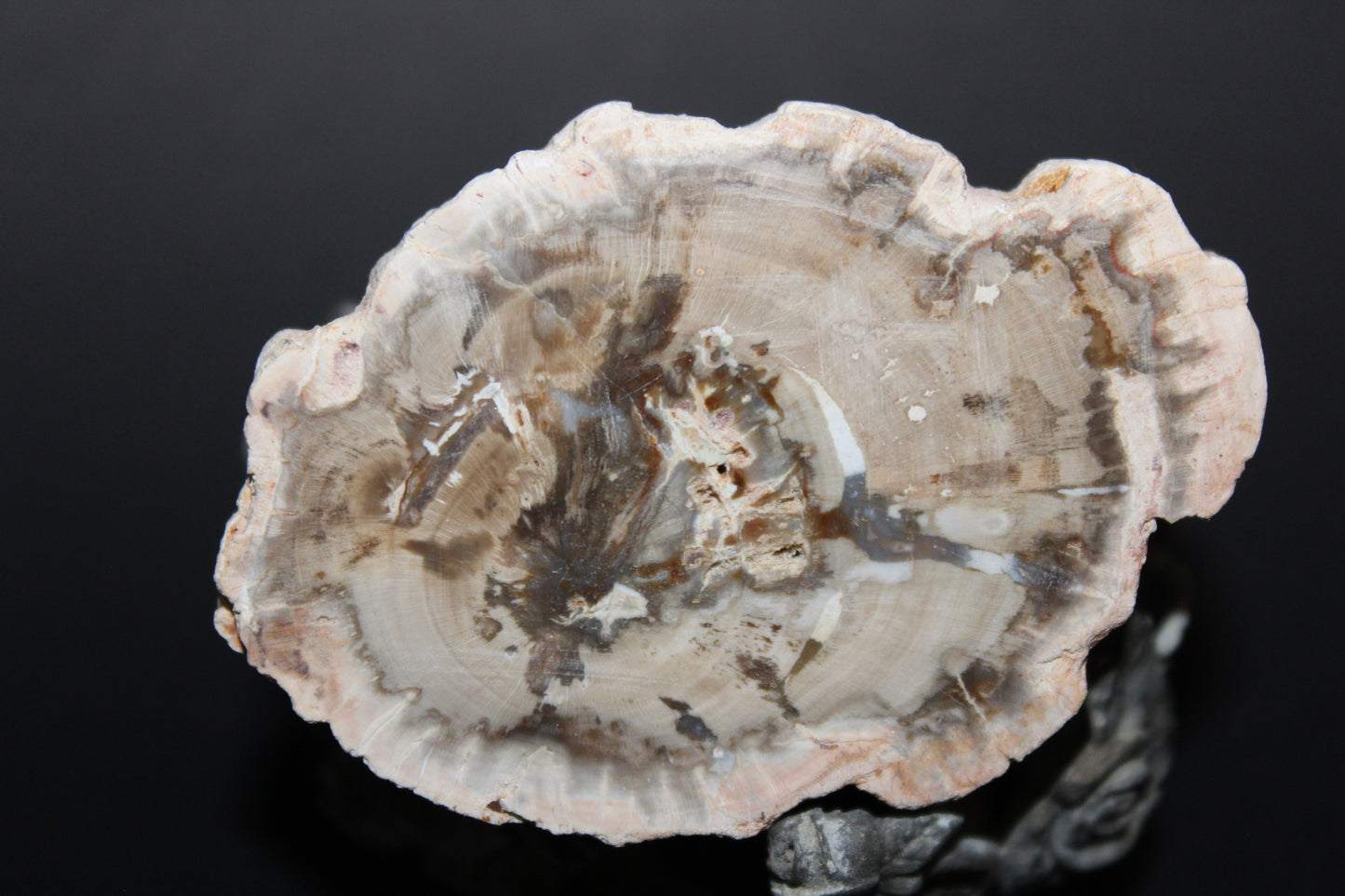 Polished - Petrified Wood - slab - sml