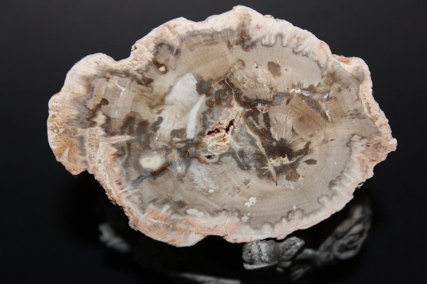 Polished - Petrified Wood - slab - sml