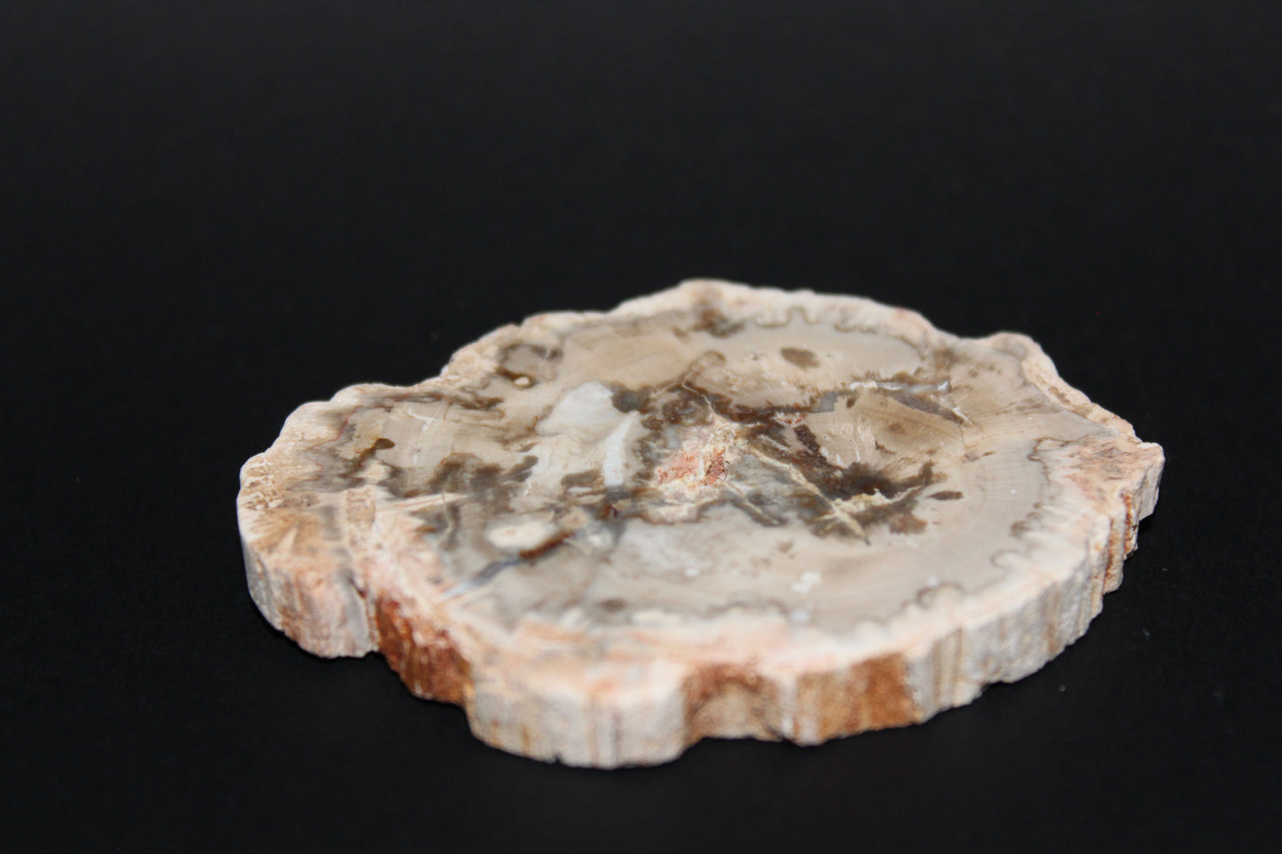 Polished - Petrified Wood - slab - sml