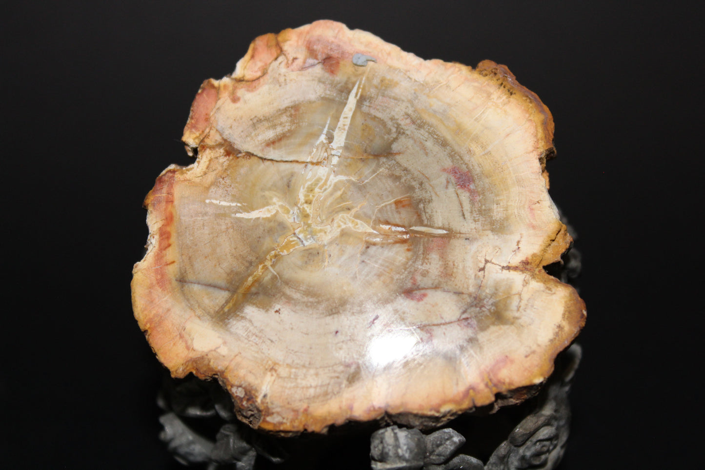 Polished - Petrified Wood - slab - sml
