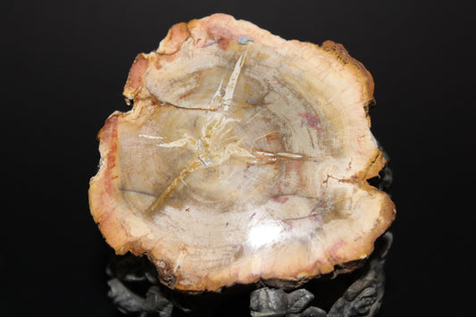 Polished - Petrified Wood - slab - sml