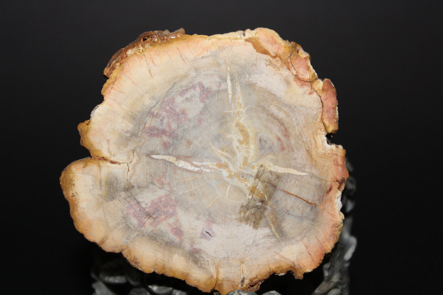 Polished - Petrified Wood - slab - sml