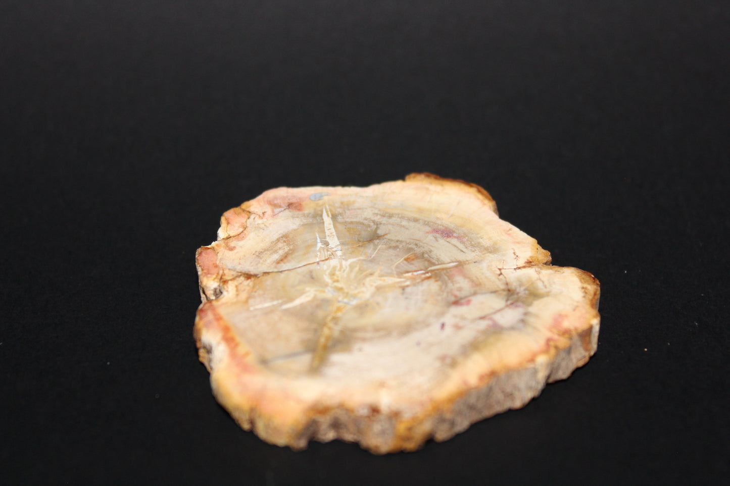 Polished - Petrified Wood - slab - sml