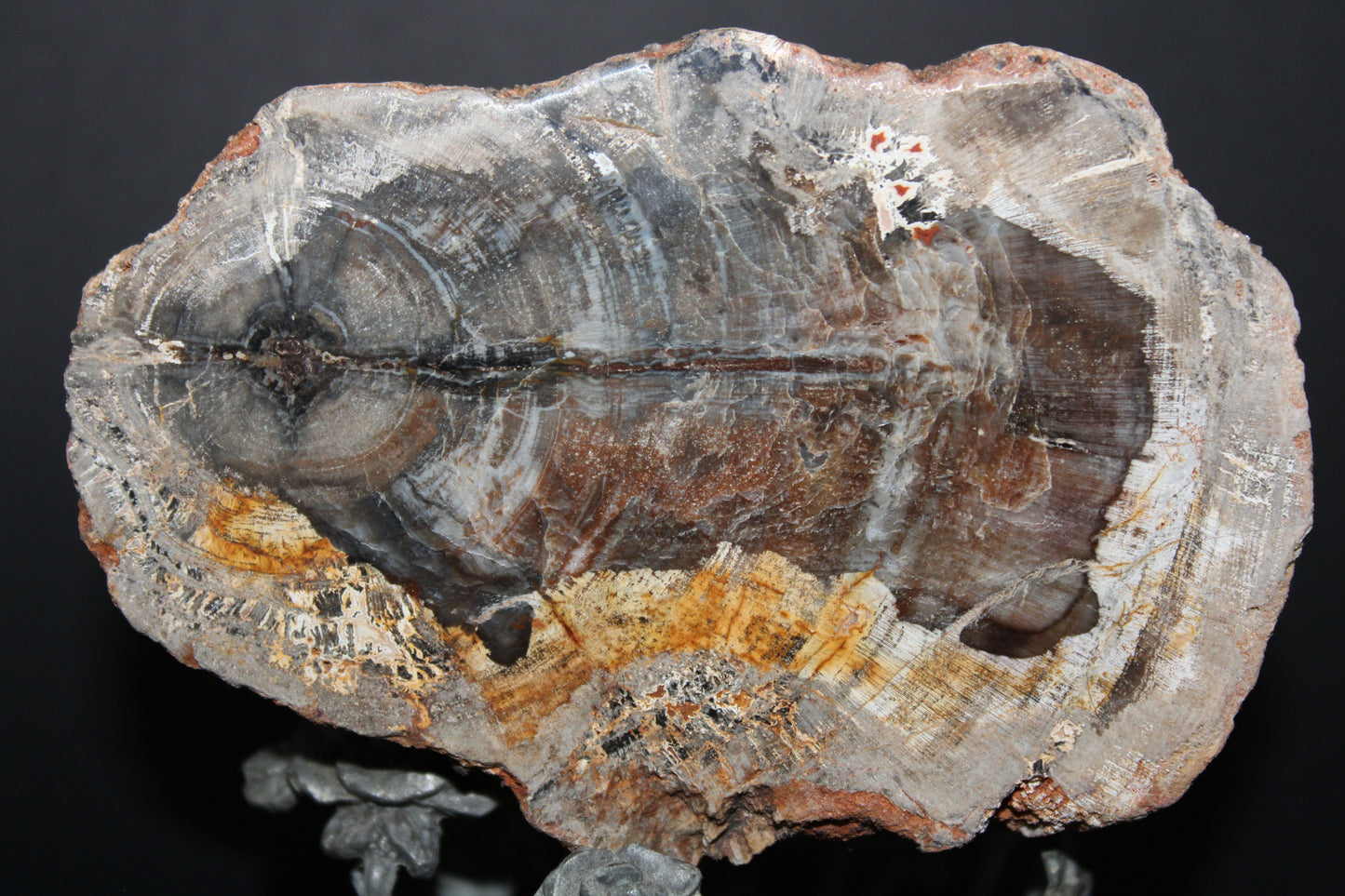 Polished - Petrified Wood - slab - med