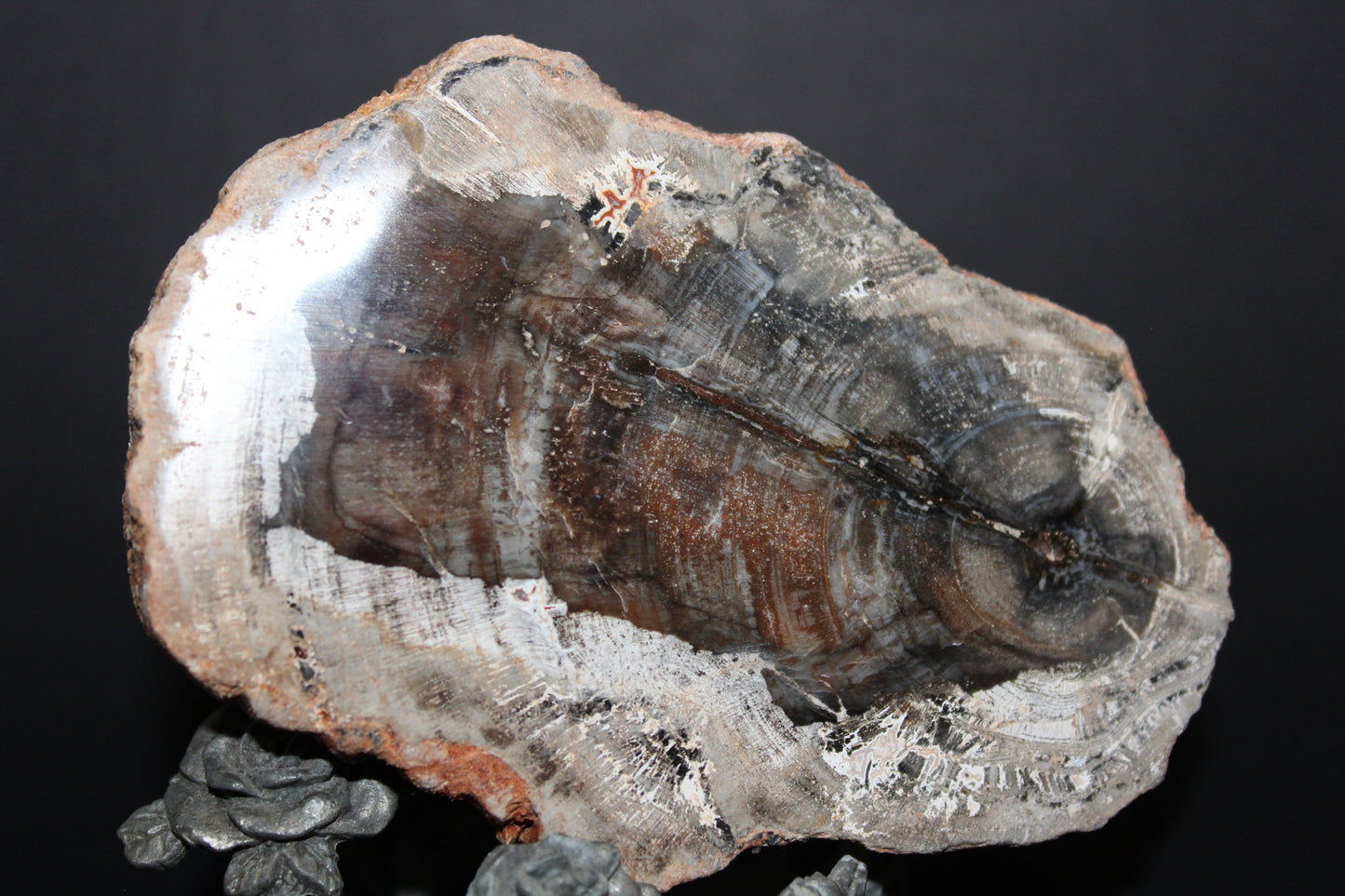 Polished - Petrified Wood - slab - med