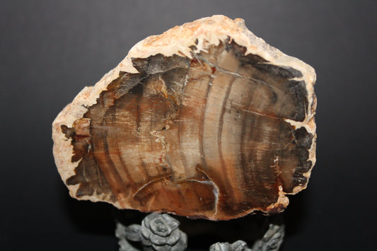 Polished - Petrified Wood - slab - med