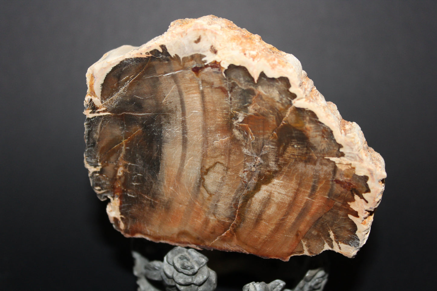 Polished - Petrified Wood - slab - med