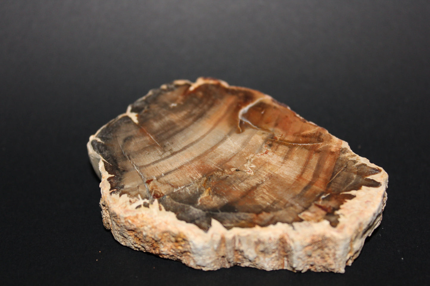 Polished - Petrified Wood - slab - med