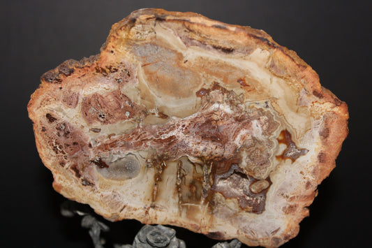 Polished - Petrified Wood - slab - med