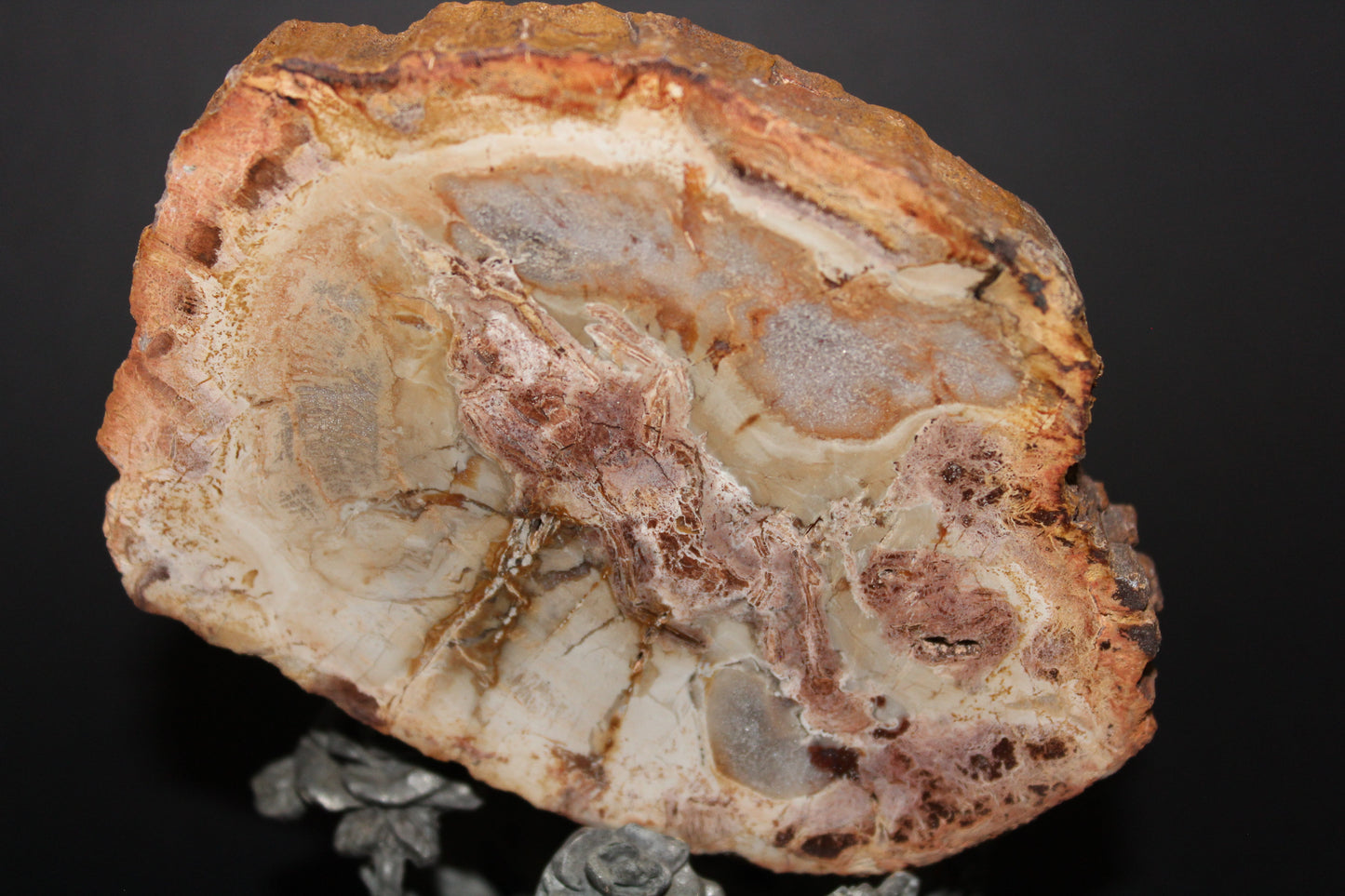 Polished - Petrified Wood - slab - med