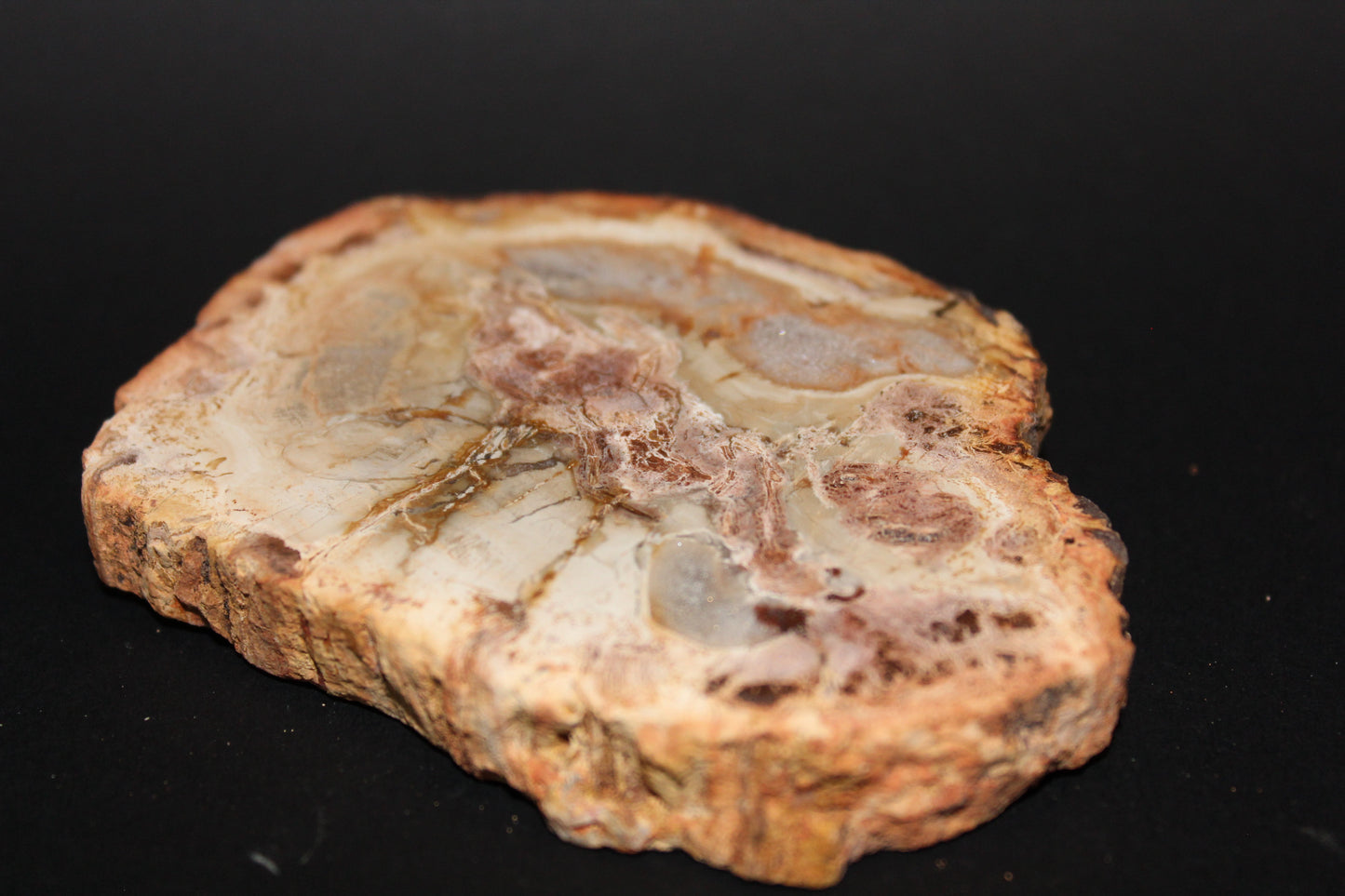 Polished - Petrified Wood - slab - med