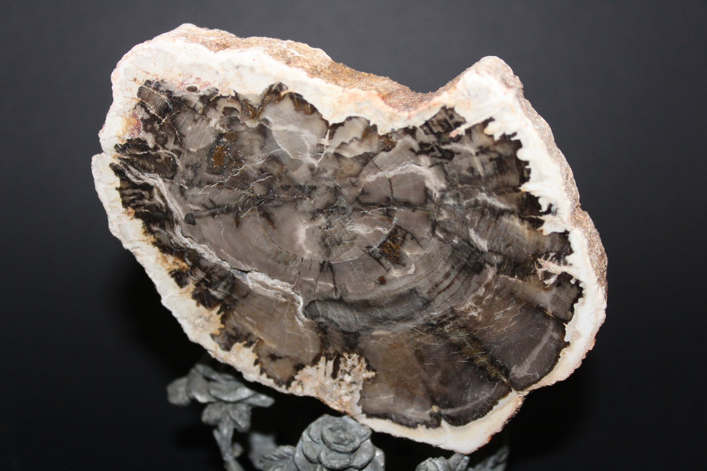 Polished - Petrified Wood - slab - med