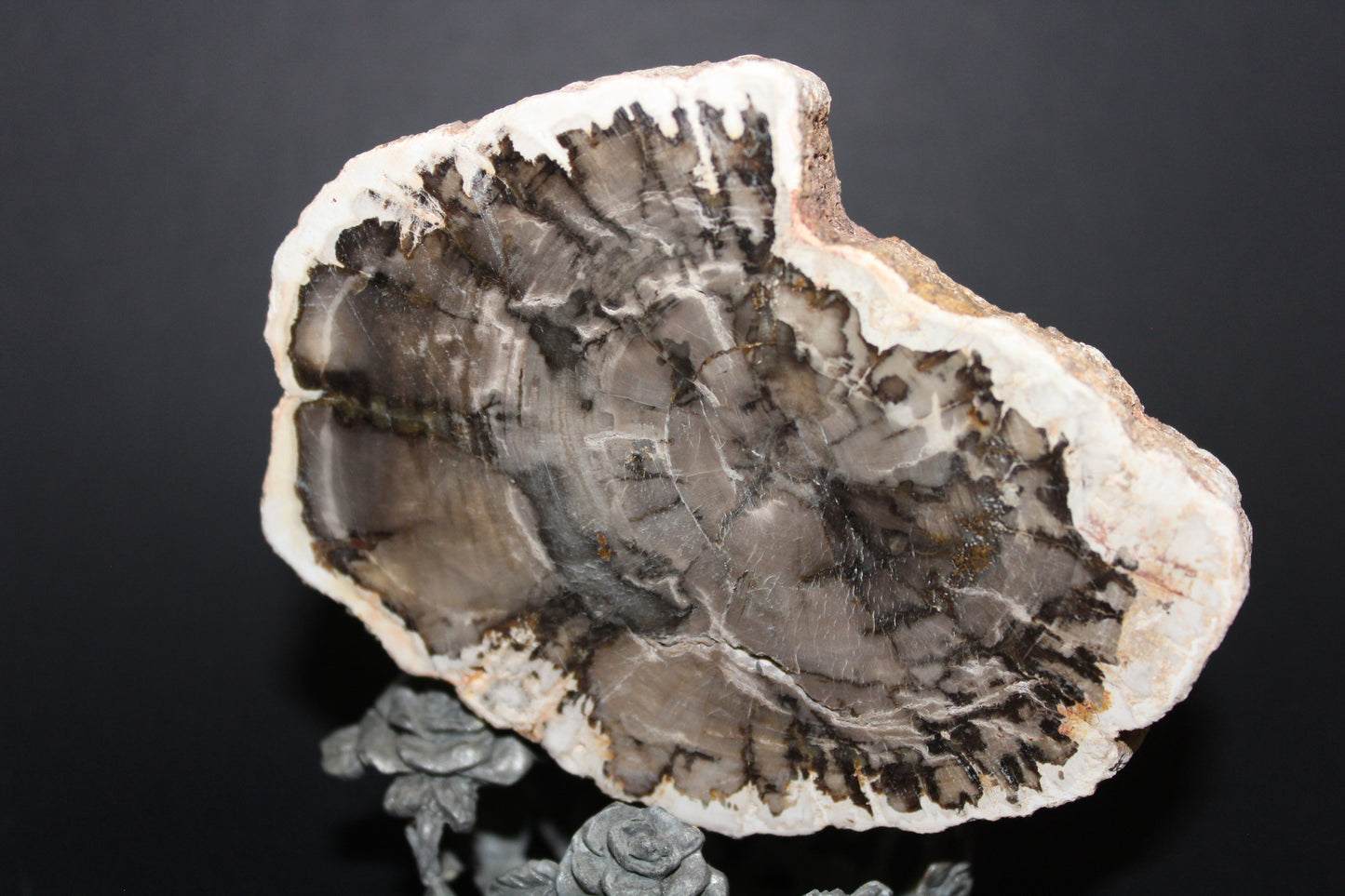 Polished - Petrified Wood - slab - med