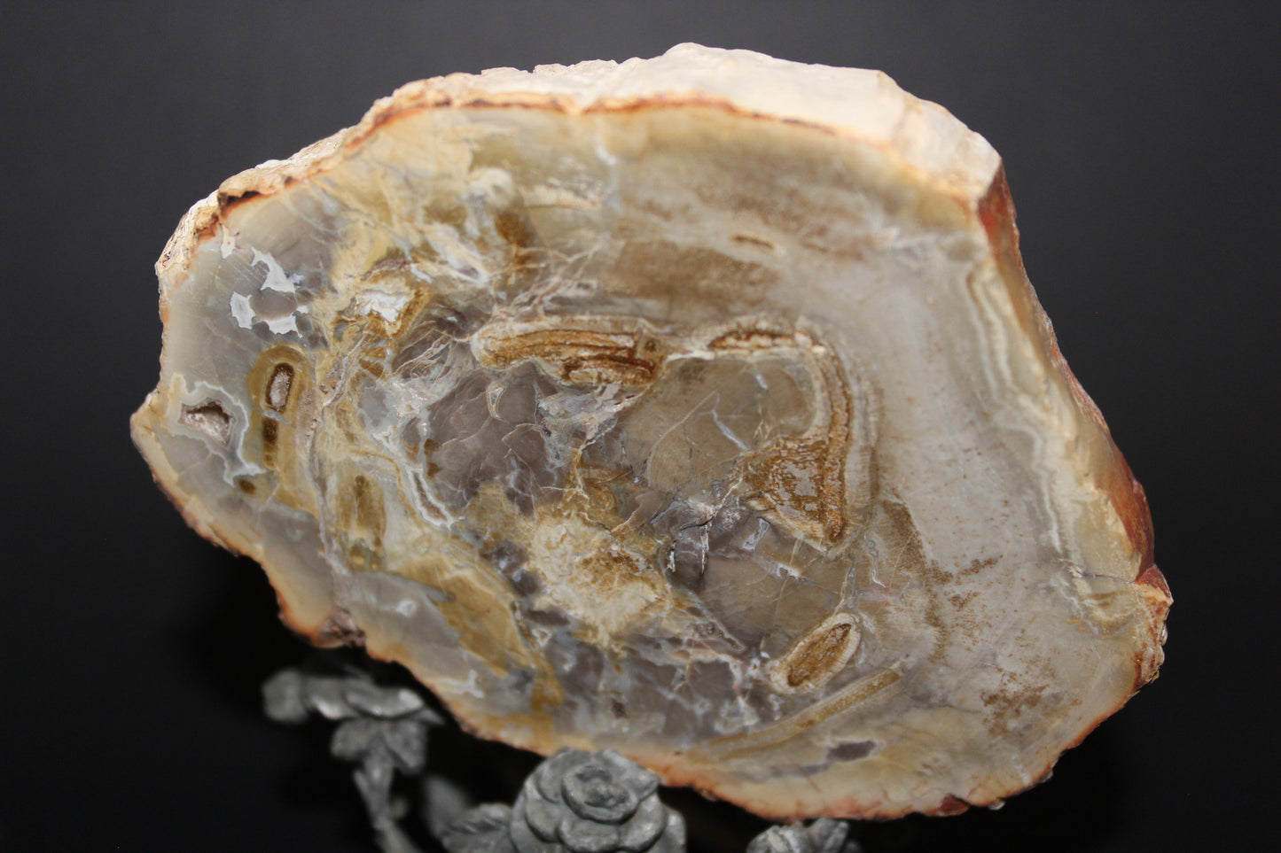 Polished - Petrified Wood - slab - med