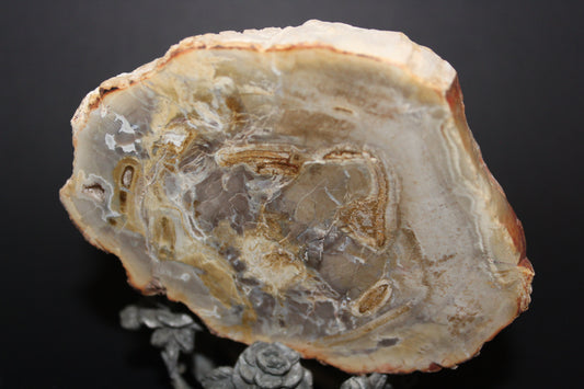 Polished - Petrified Wood - slab - med