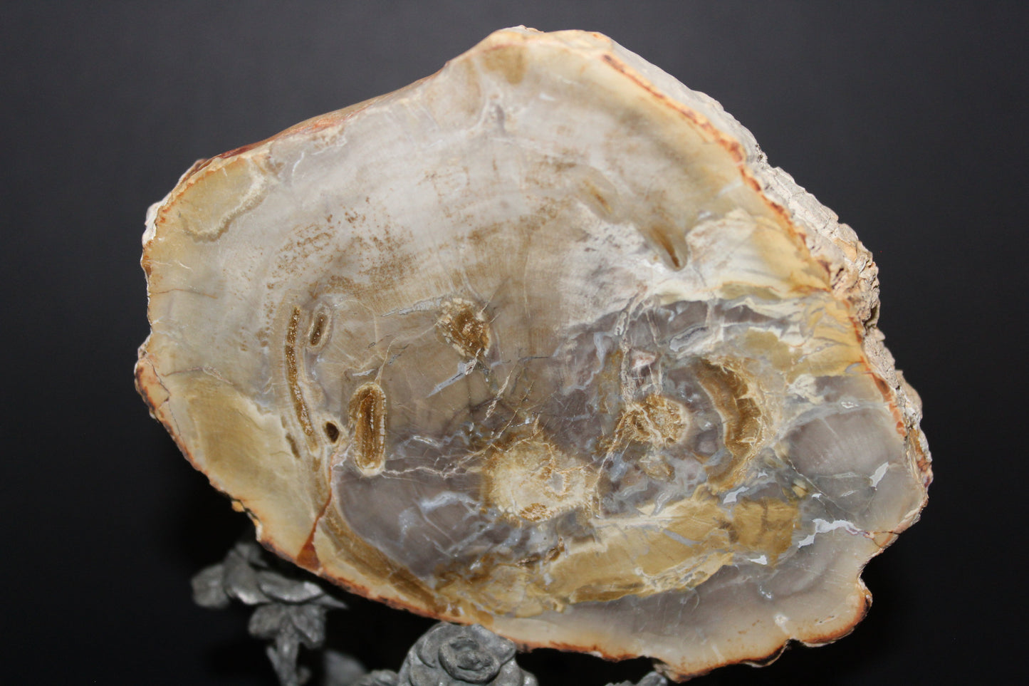 Polished - Petrified Wood - slab - med