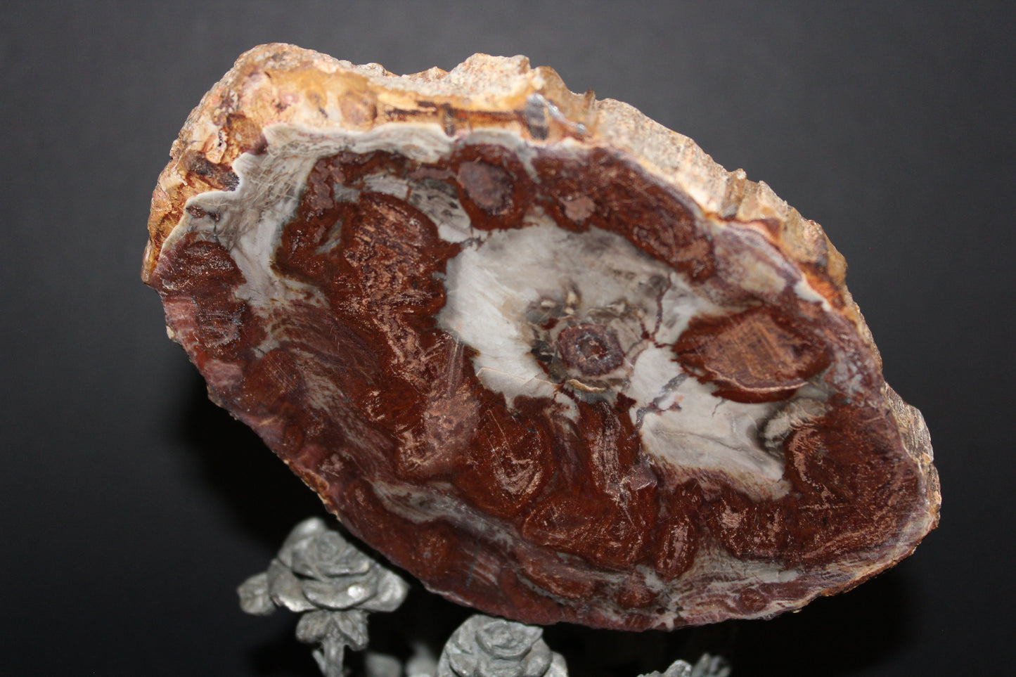 Polished - Petrified Wood - slab - med