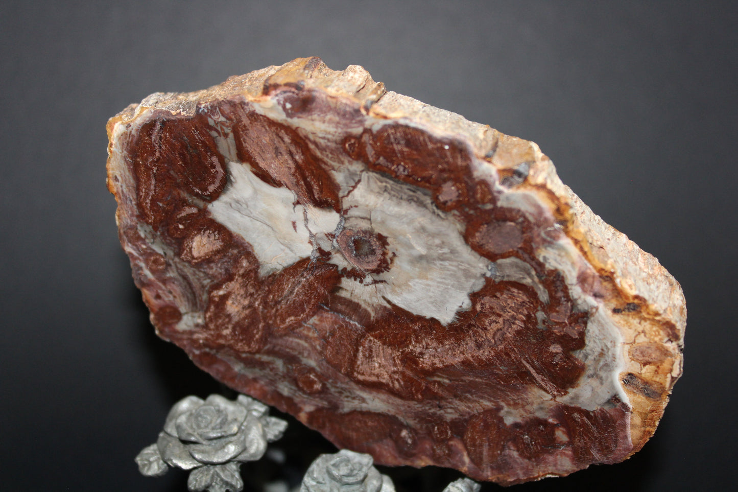 Polished - Petrified Wood - slab - med