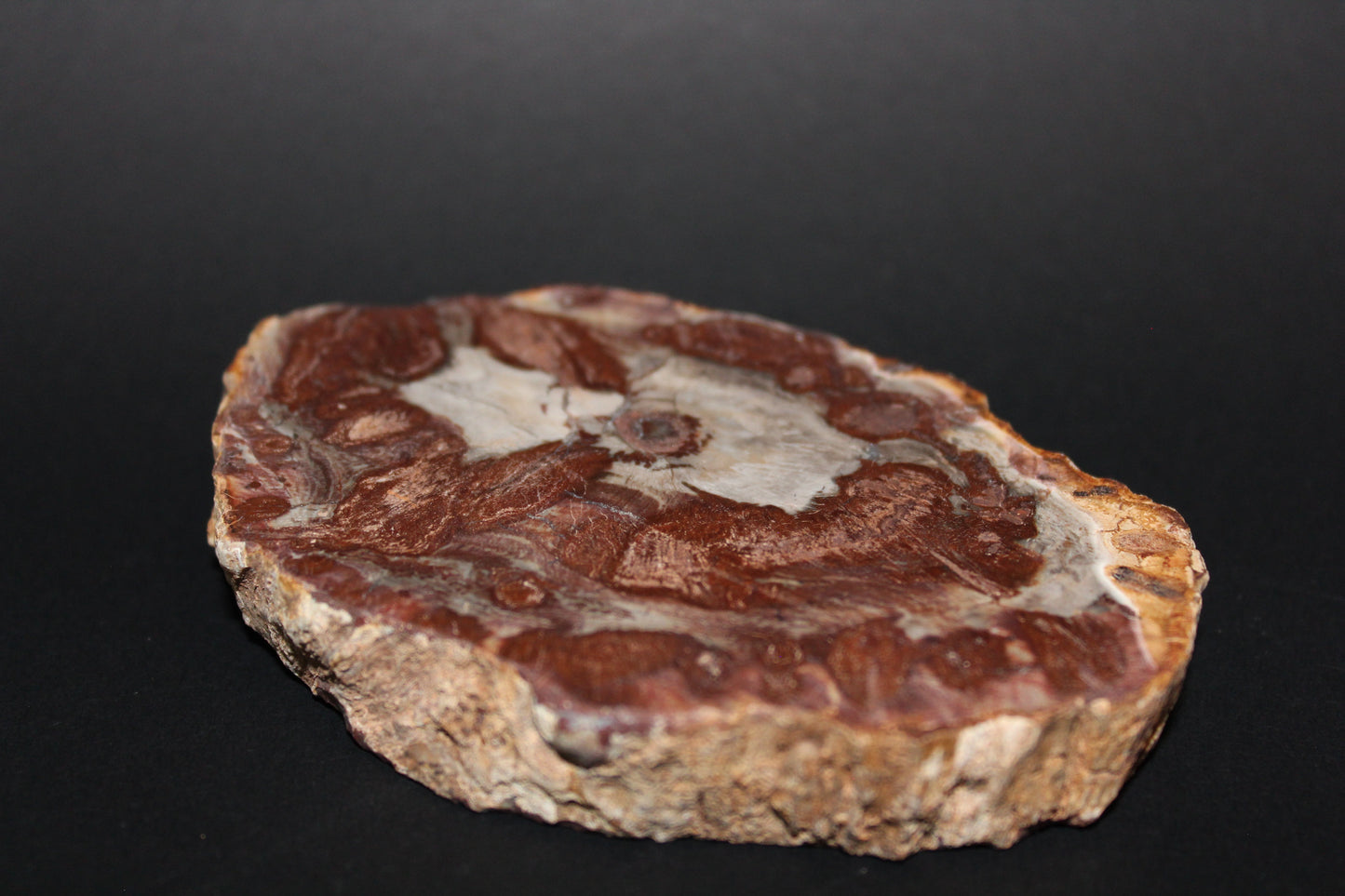 Polished - Petrified Wood - slab - med