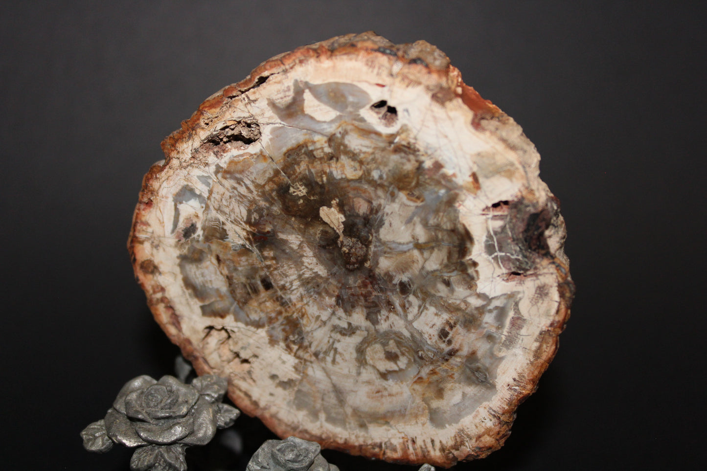 Polished - Petrified Wood - slab - med