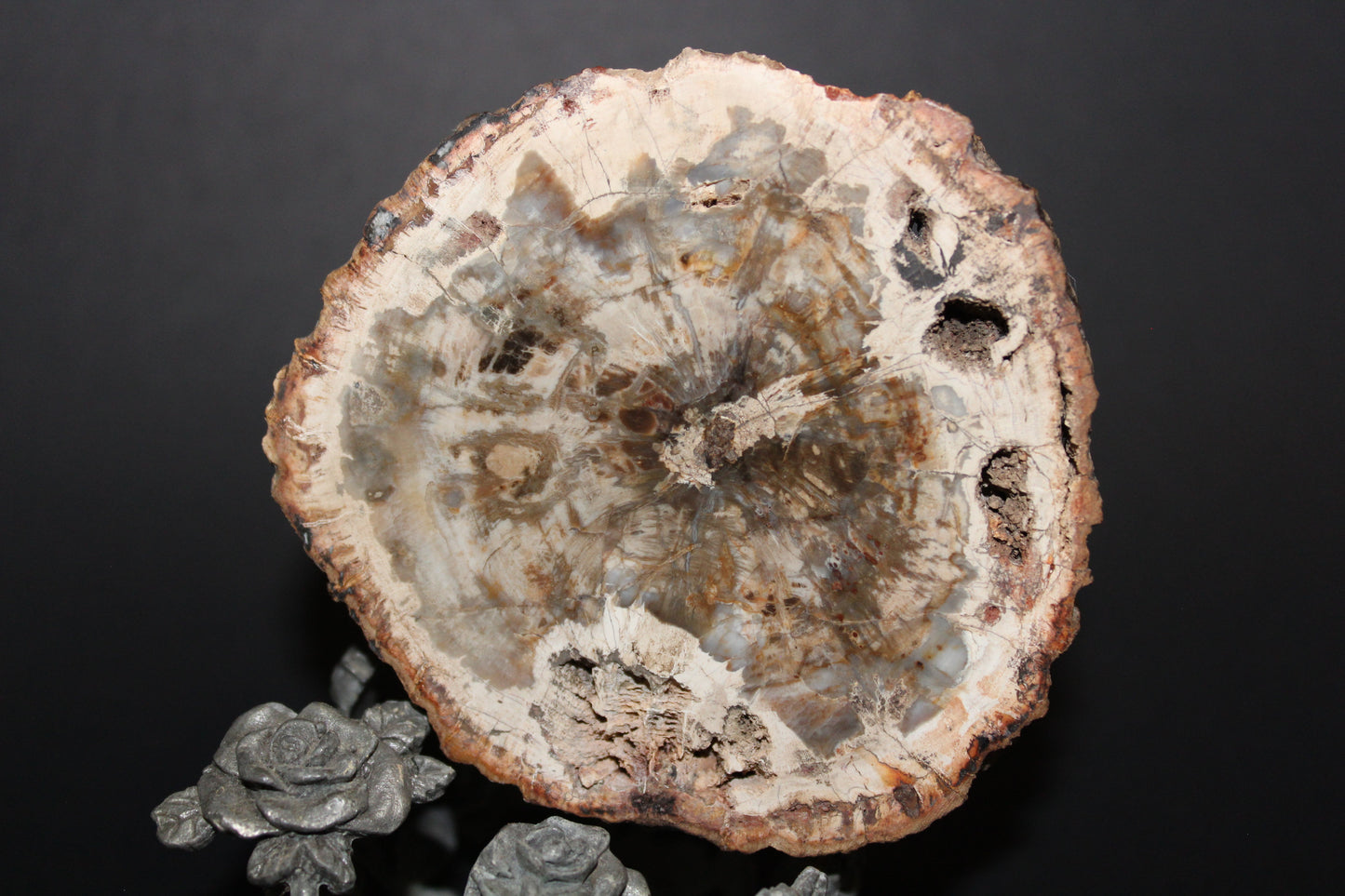 Polished - Petrified Wood - slab - med