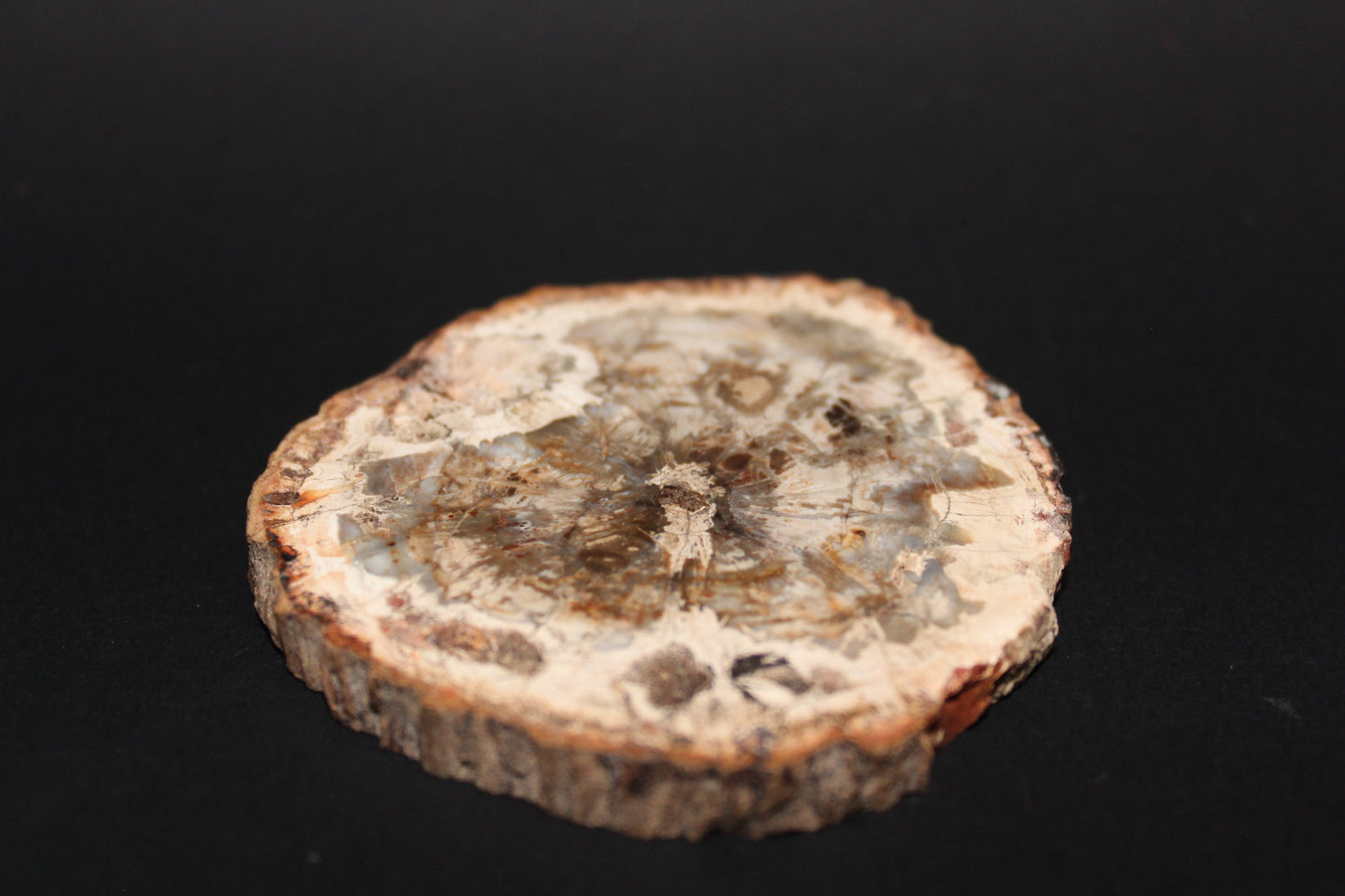 Polished - Petrified Wood - slab - med