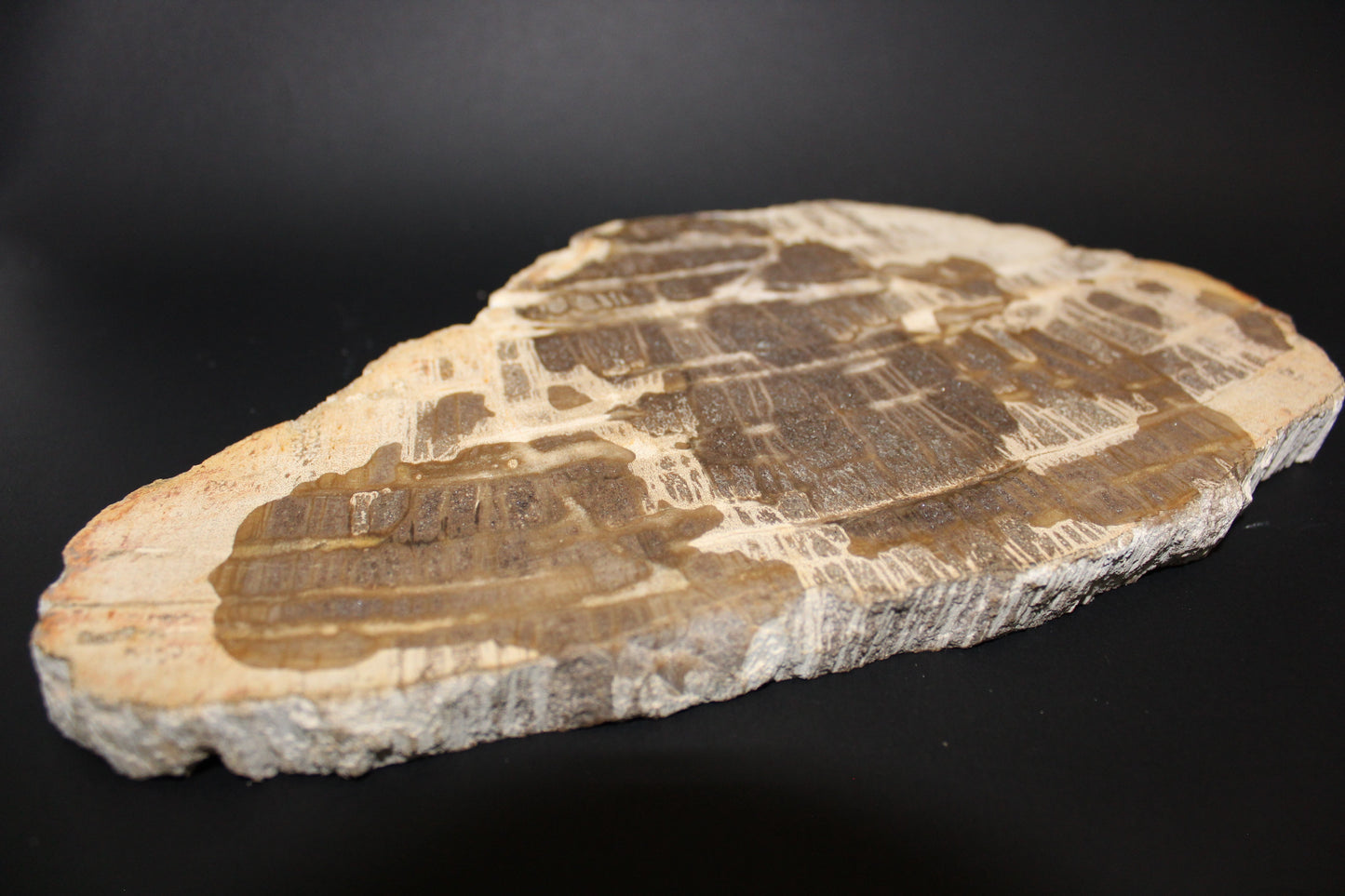 Polished - Petrified Wood - slab - xge