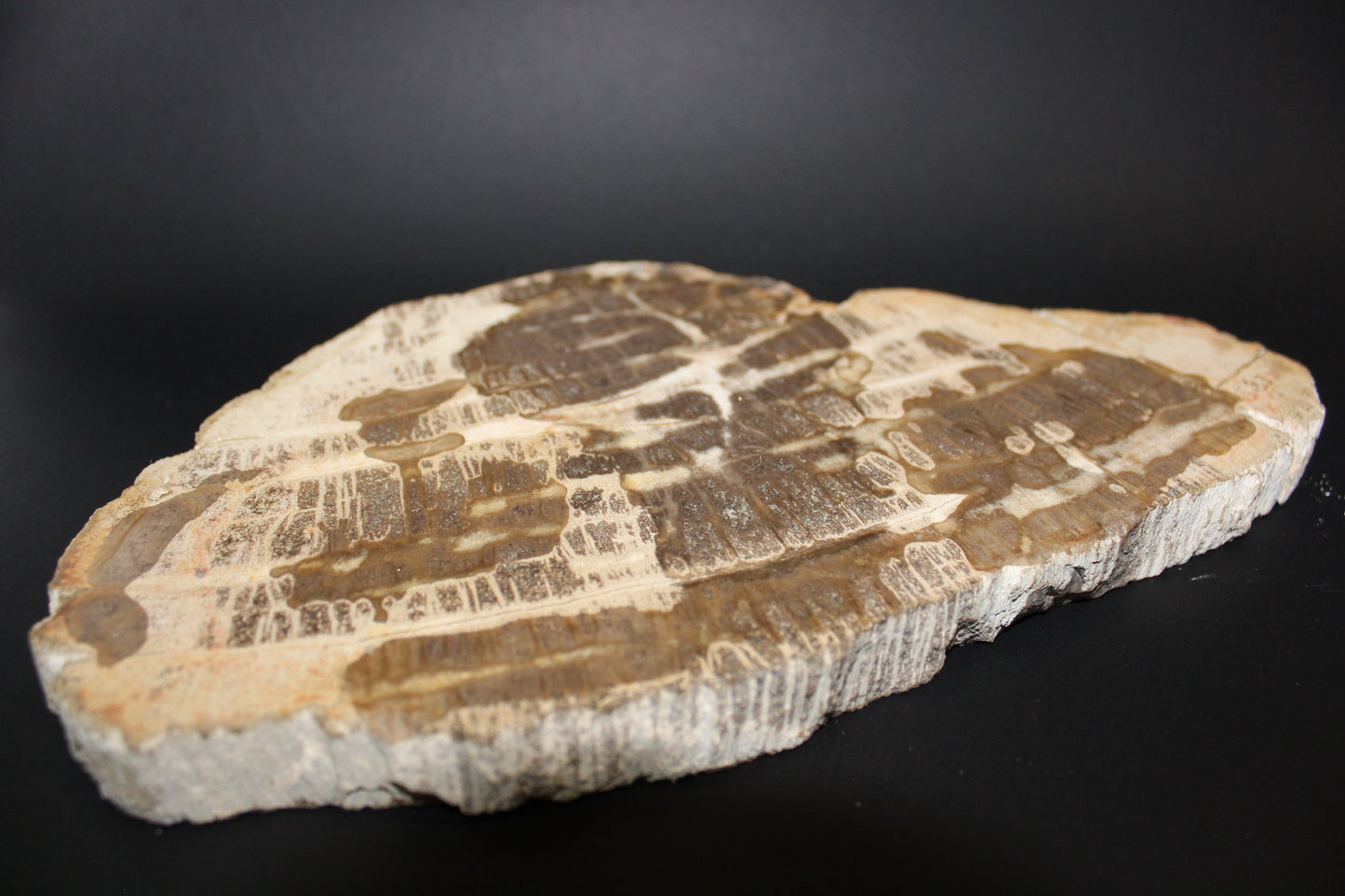 Polished - Petrified Wood - slab - xge