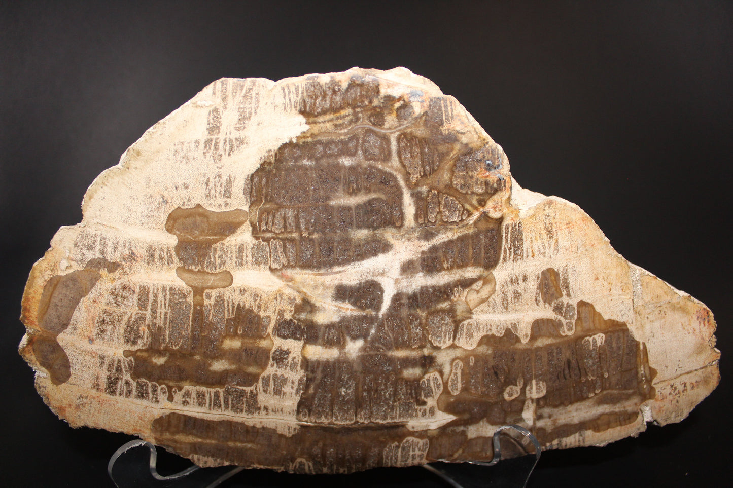 Polished - Petrified Wood - slab - xge