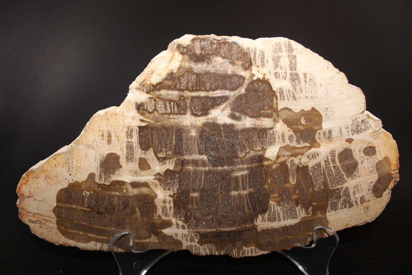Polished - Petrified Wood - slab - xge