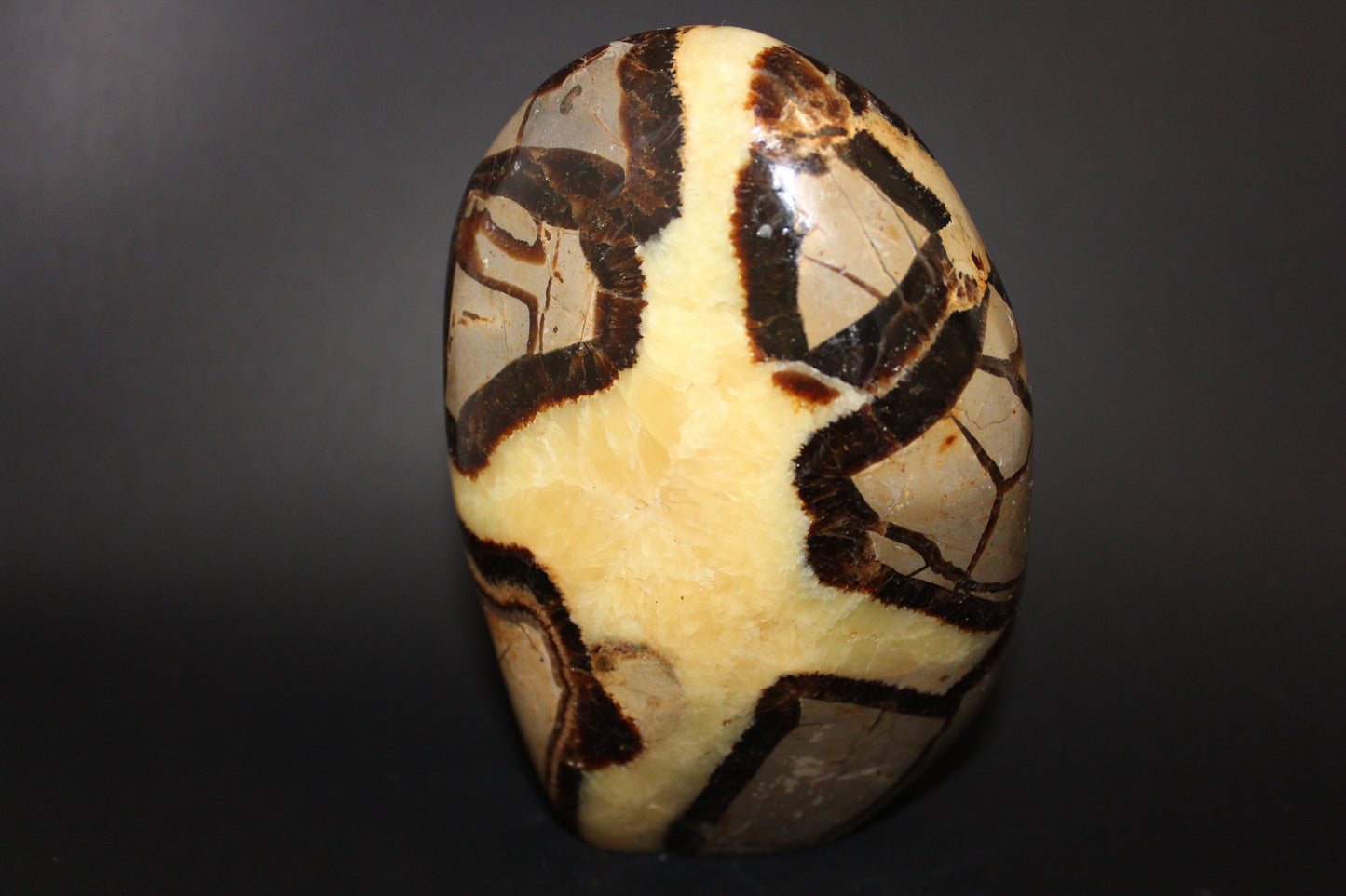 Polished - Septarian - freeform - lge