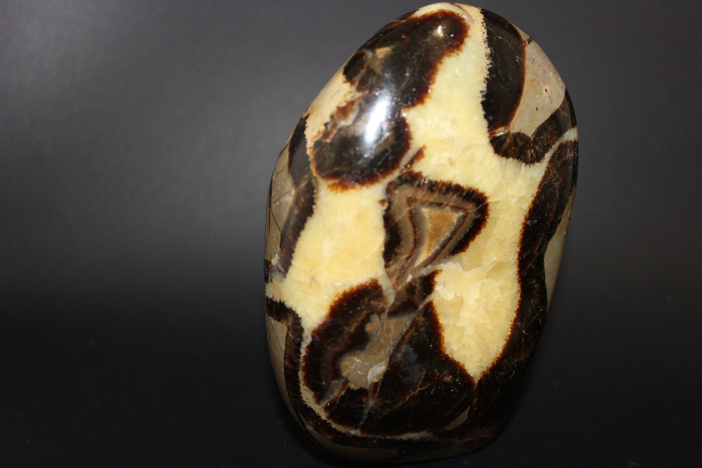Polished - Septarian - freeform - lge