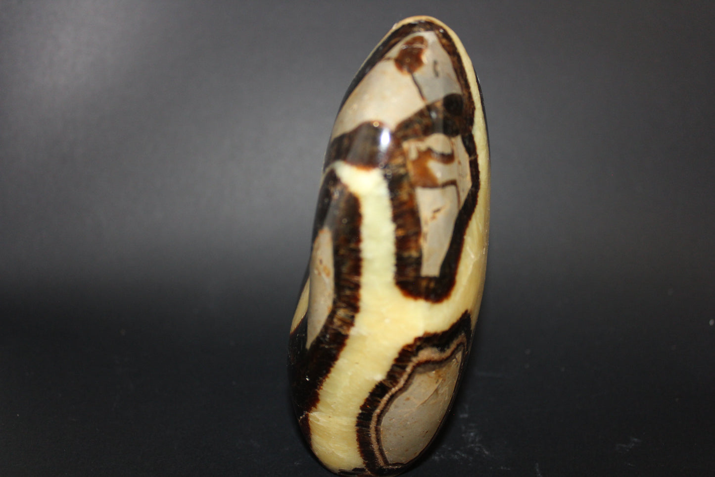 Polished - Septarian - freeform - lge