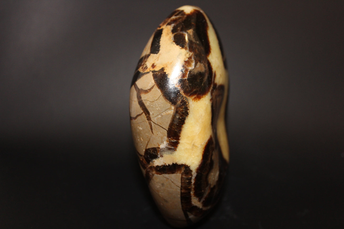 Polished - Septarian - freeform - lge