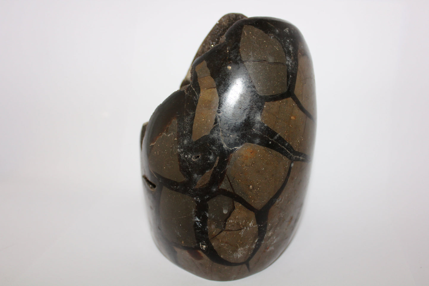 Polished - Septarian - freeform/open - xlge