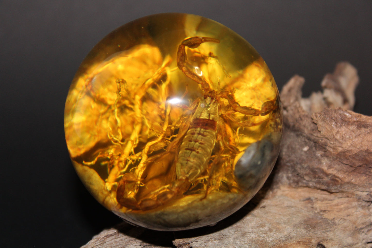 Sphere - Amber/Resin (with scorpion) - med