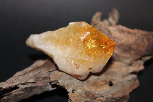 Point - Citrine (tooth) - lge