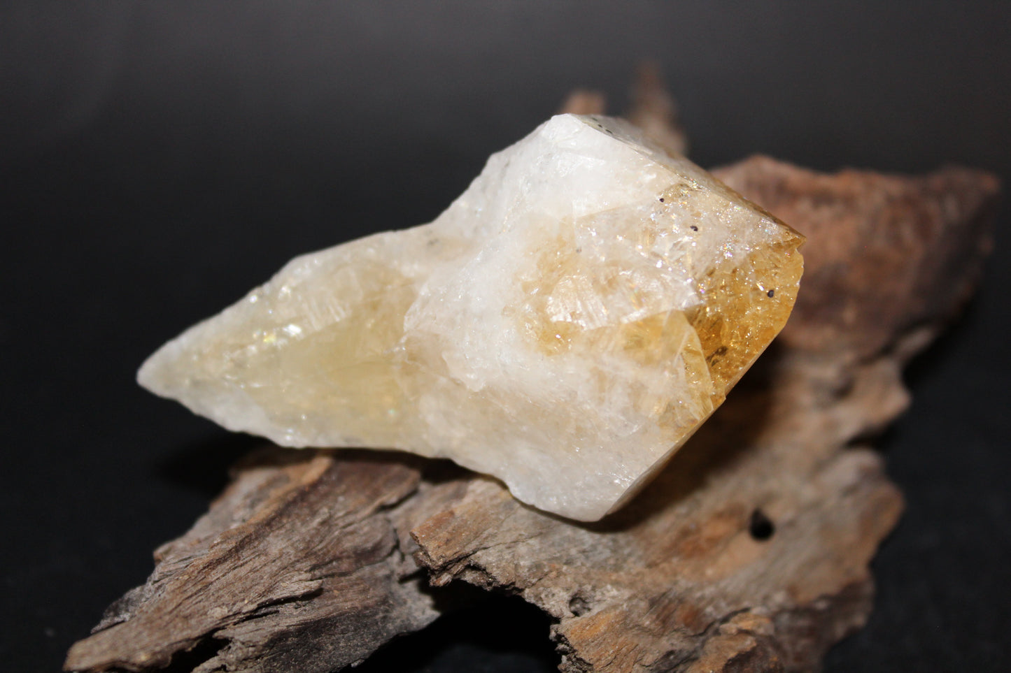 Point - Citrine (tooth) - lge