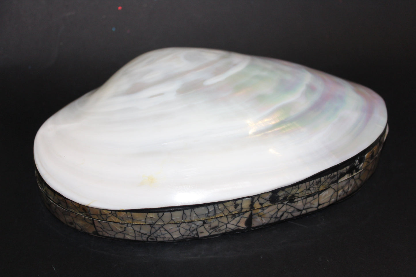 Box - Shell - Freshwater Muscle (hinged lid) - lge