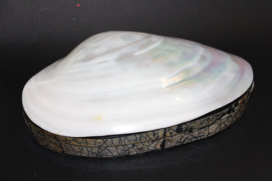 Box - Shell - Freshwater Muscle (hinged lid) - lge