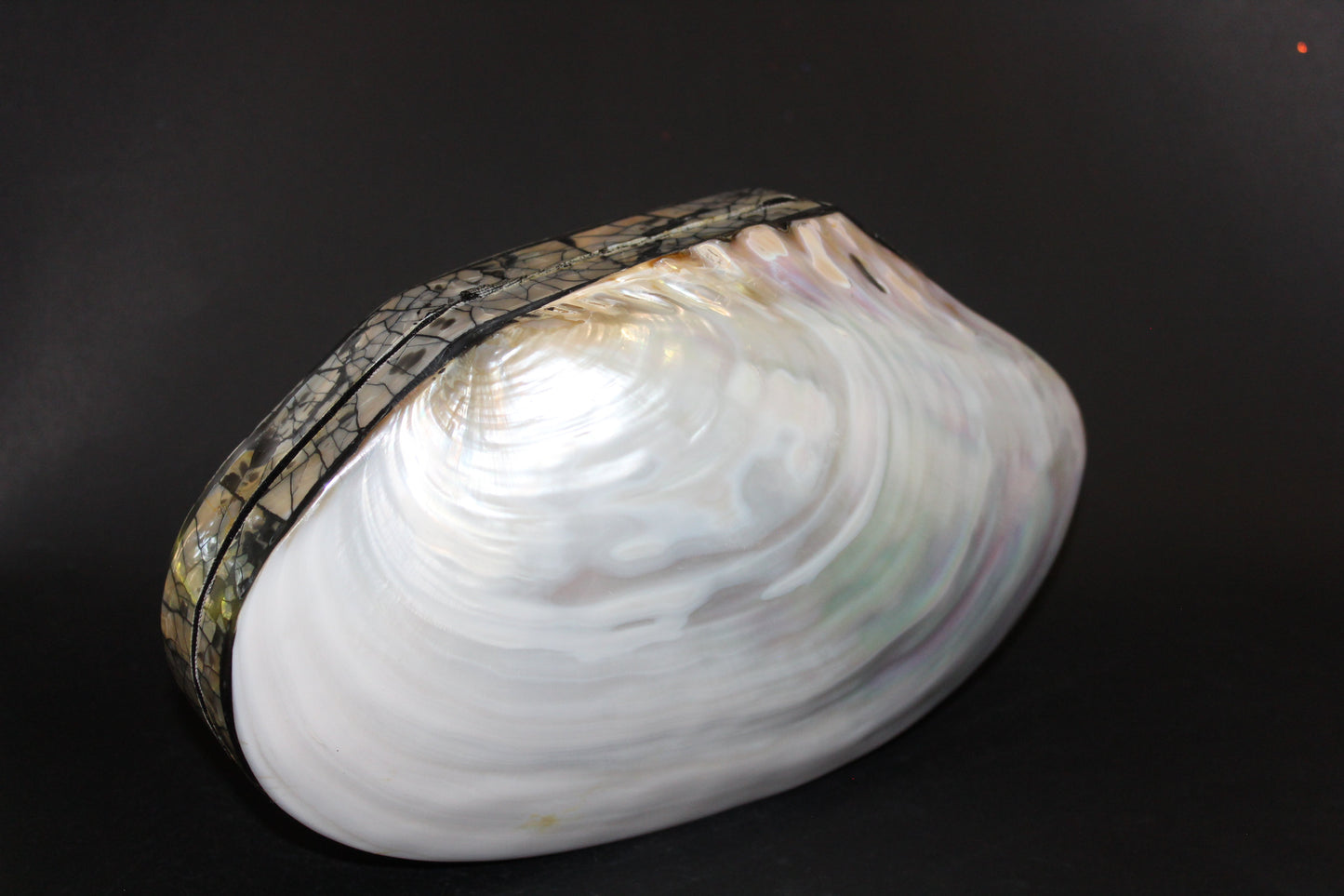 Box - Shell - Freshwater Muscle (hinged lid) - lge