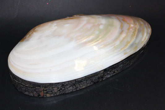 Box - Shell - Freshwater Muscle (hinged lid) - lge